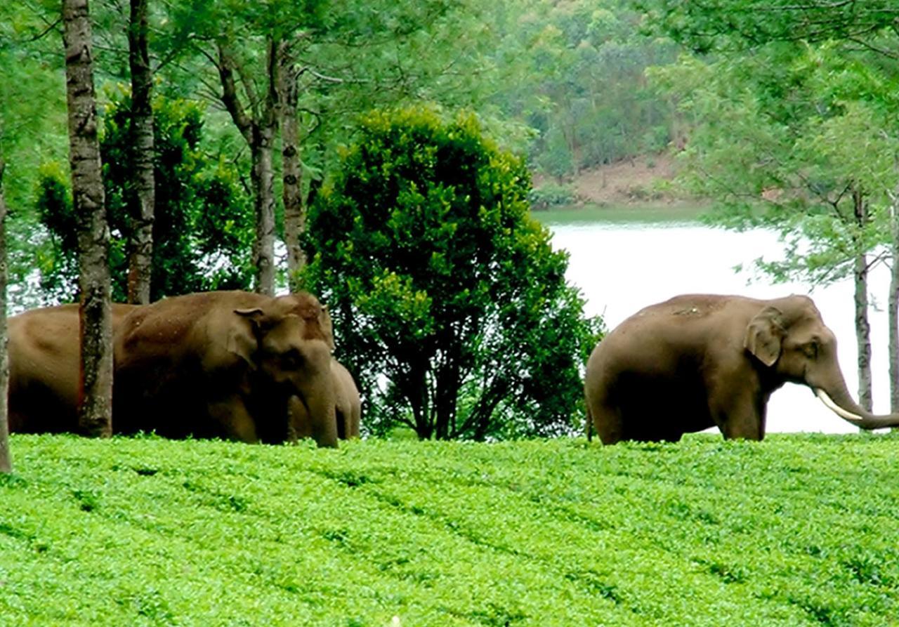 Viduthi Homestay Munnar Esterno foto